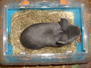 редкий перламутровый карликовый крольчонок - Изображение #2, Объявление #18524