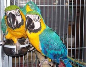 синий и золотой попугаев ара - Изображение #1, Объявление #21905