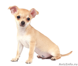 Продается милый щеночек чихуахуа - Изображение #1, Объявление #19547