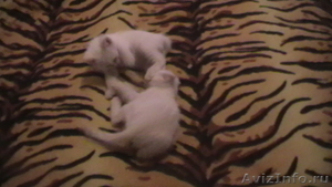 Тайские котята ред-пойнт - Изображение #3, Объявление #27389