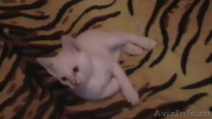Тайские котята ред-пойнт - Изображение #1, Объявление #27389