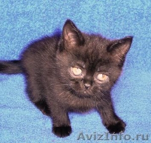 котята Шотландской породы шоколадные и черные. пит Бегемот - Изображение #3, Объявление #42751