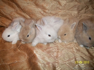 Крольчата Львиноголовые - Изображение #1, Объявление #71781