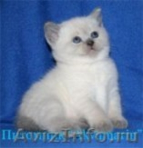 Британские голубоглазые котята продажа - Изображение #1, Объявление #63032