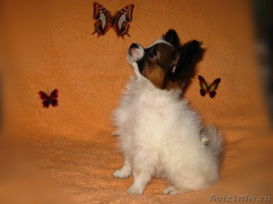 Папильон, собака-бабочка - Изображение #2, Объявление #68802