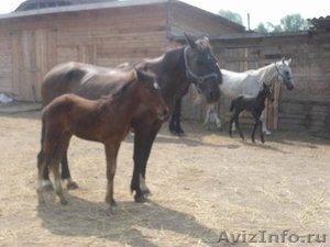 Продаем лошадей из частной конюшни - Изображение #2, Объявление #65566