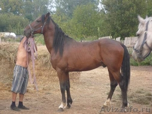 Продаем лошадей из частной конюшни - Изображение #5, Объявление #65566