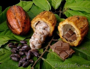 Суперфуд Живые какао бобы - 125 гр - Изображение #1, Объявление #74415