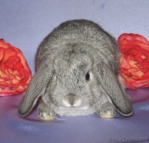 Карликовые крольчата из питомника "Заячий домик" - Изображение #2, Объявление #75931