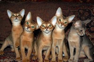 Абиссинские котята  - Изображение #1, Объявление #78406