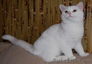 Британский роскошный белый котик. - Изображение #3, Объявление #101885