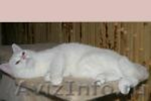 Британский роскошный белый котик. - Изображение #2, Объявление #101885