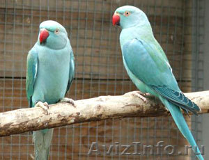 Ожереловый попугай - птенцы разного цвета - Изображение #1, Объявление #99391