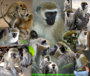 Приматы различные виды: игрунка, лори, капуцын, макака, зеленая мартышка , тамар - Изображение #2, Объявление #99394