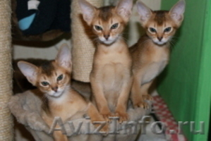 абиссинцы -кошачья элита - Изображение #1, Объявление #105916