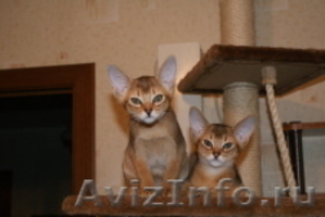 абиссинцы -кошачья элита - Изображение #3, Объявление #105916