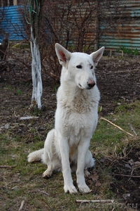 Белая швейцарская овчарка, щенки - Изображение #3, Объявление #113983