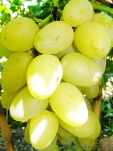 саженцы винограда - Изображение #2, Объявление #133000