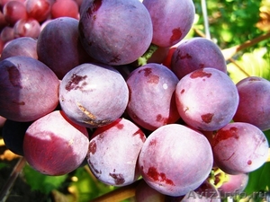 саженцы винограда - Изображение #3, Объявление #133000