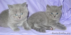 суперплюшевые медвежата-голубые британские котята - Изображение #2, Объявление #134800