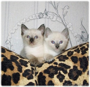 Продаём (старотипных сиамских) тайских котят окраса сил-поинт   Москва - Изображение #1, Объявление #124382