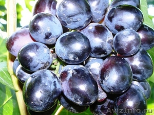саженцы винограда - Изображение #1, Объявление #133000