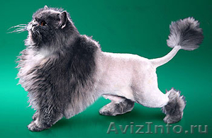Стрижка декоративных и крупных пород собак. Стрижка кошек - Изображение #2, Объявление #128853