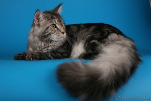 Элитные котята Мейн-кун - Изображение #4, Объявление #138018