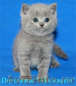 Британские плюшевые котята мальчики голубого окраса - Изображение #1, Объявление #136178