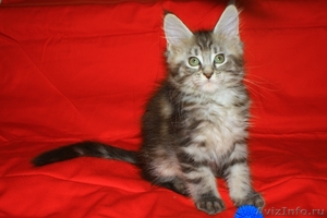 Элитные котята Мейн-кун - Изображение #3, Объявление #138018