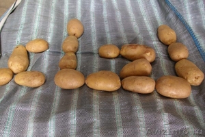 Предлагаеммолодой картофель А-класса урожай 2011года - Изображение #1, Объявление #146225