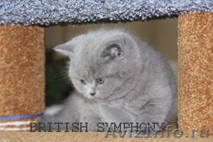 Британские котята. Питомник  "BRITISH SYMPHONY" - Изображение #1, Объявление #140448