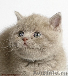 Продаются британские (страйт) котята - Изображение #1, Объявление #139431
