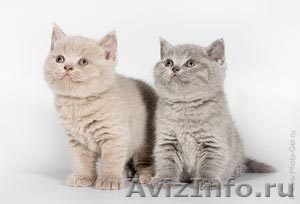 Продажа британских котят голубого окраса - Изображение #1, Объявление #177356