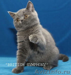 Британские котята от британского кота из Голландии. - Изображение #1, Объявление #180676