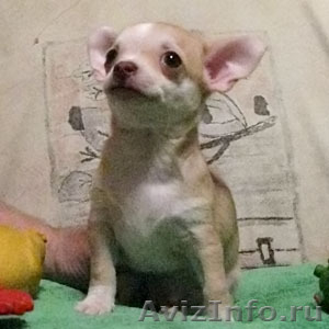 Чихуахуа щенок(мальчик)-огромная радость с ладошку - продается - Изображение #2, Объявление #196351