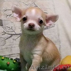 Чихуахуа щенок - огромная радость с ладошку - продается - Изображение #1, Объявление #204782