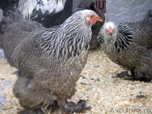 цыплята и инкубационное яйцо кур породы брама темная - Изображение #1, Объявление #213872