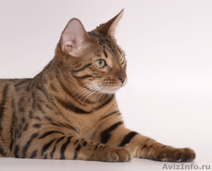 Питомник абиссинских и бенгальских кошек - Изображение #1, Объявление #165989
