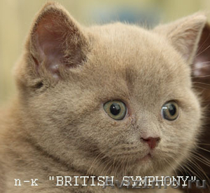 Лиловые и шоколадные с белым британские котята. - Изображение #1, Объявление #211477