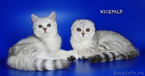 Шотландские серебристые котята - Изображение #1, Объявление #216465