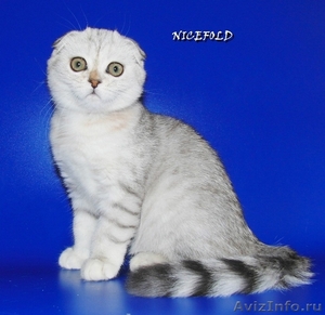 Шотландские серебристые котята - Изображение #4, Объявление #216465