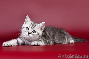 Британские котята из питомника! - Изображение #1, Объявление #174887