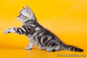 Британские котята из питомника! - Изображение #2, Объявление #174887