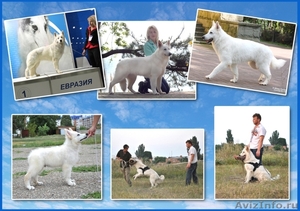 овчарка щенки уникальная белая швейцарская - Изображение #3, Объявление #245960