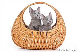 Русские голубые котята - Изображение #1, Объявление #242608