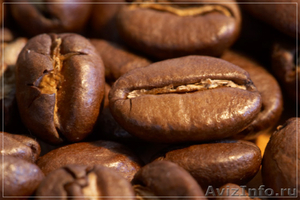 Продаю кофе нежареный в зернах: «Робуста» (Coffea canephora) - Изображение #1, Объявление #224706