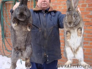 Продаю кроликов мясной породы для разведения - Изображение #1, Объявление #232144