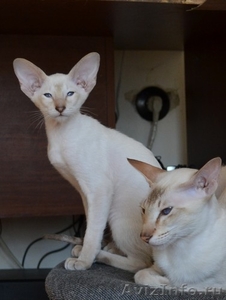 Питомника Sambela сиамские котята - Изображение #1, Объявление #244510