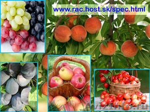 крупным оптом крымские фрукты: Черешня, Персик, Слива, Виноград, Яблоки - Изображение #1, Объявление #223318
